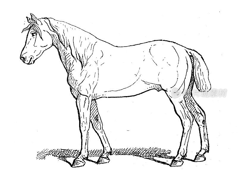 古董插图:Percheron Horse